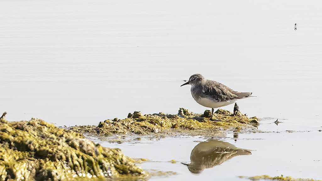 Temminck's Stint